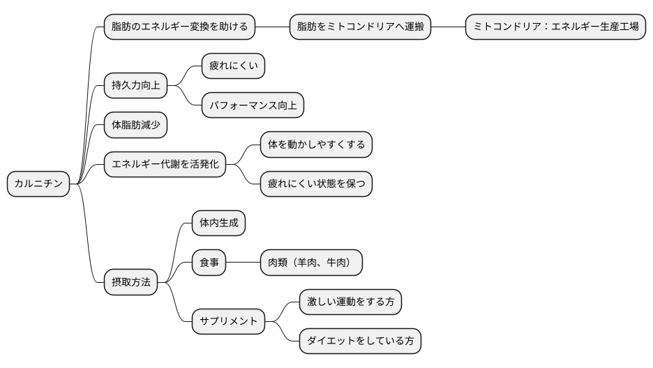 カルニチンの働き