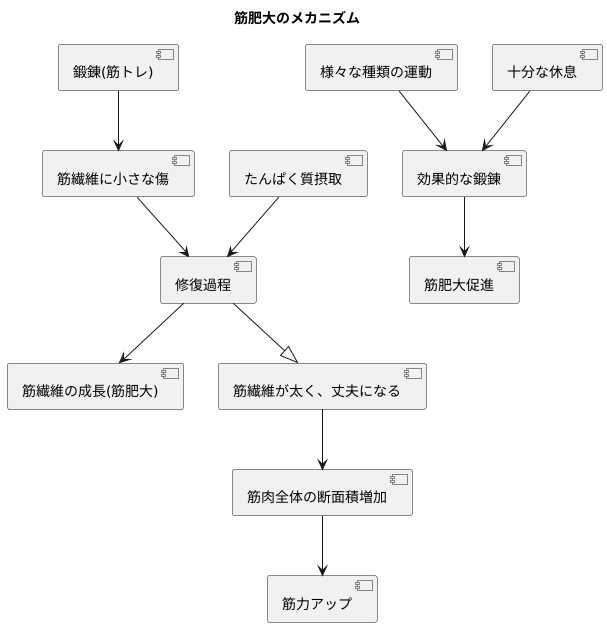 筋繊維の成長