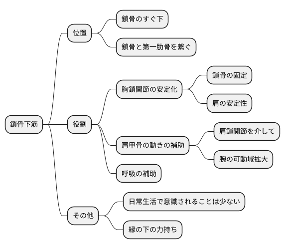 鎖骨下筋の位置と役割