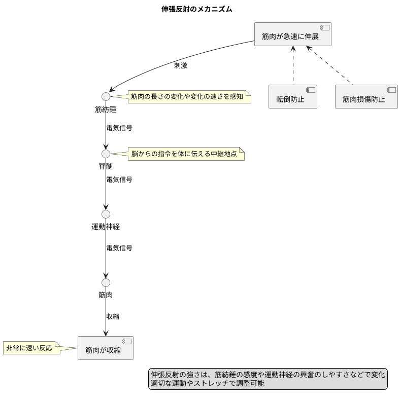 伸張反射の仕組み