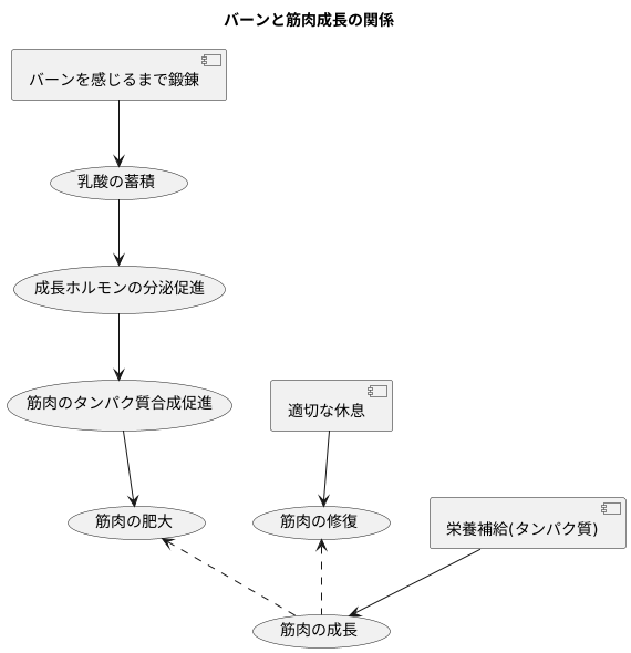 バーンと筋肉成長の関係