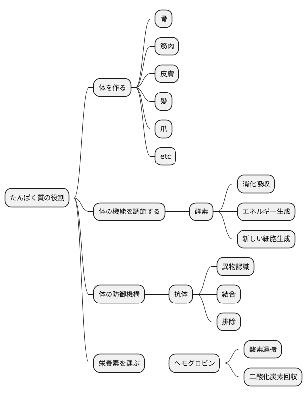 タンパク質の働き
