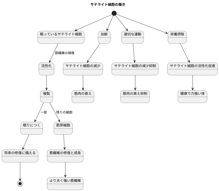 サテライト細胞とは